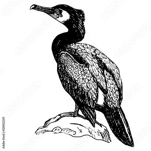 the bird is a cormorant photo