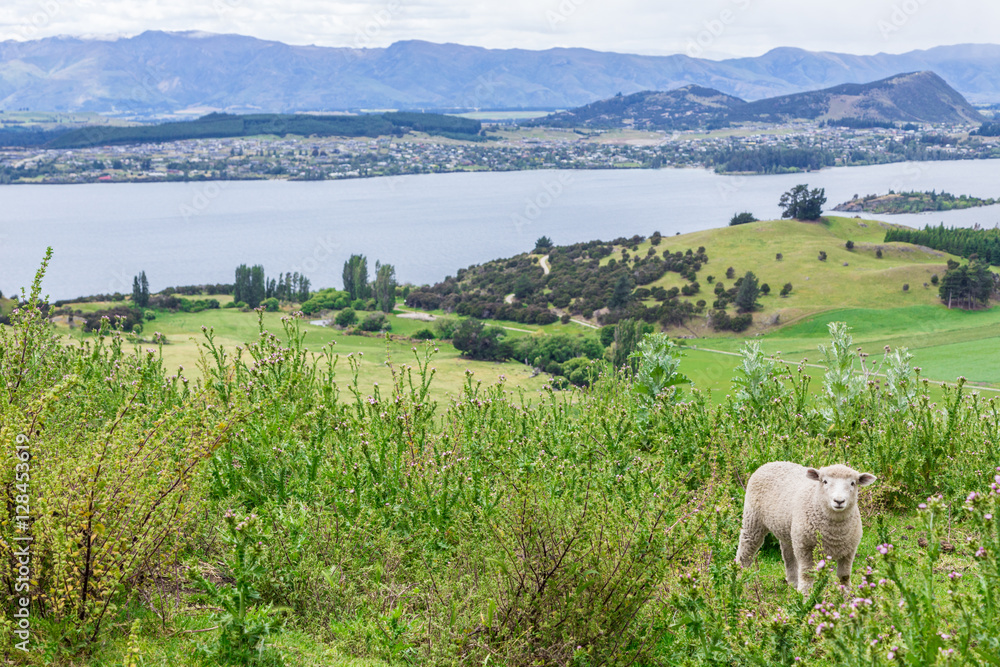 Obraz premium Lonely Sheep with green grass in New Zealand
