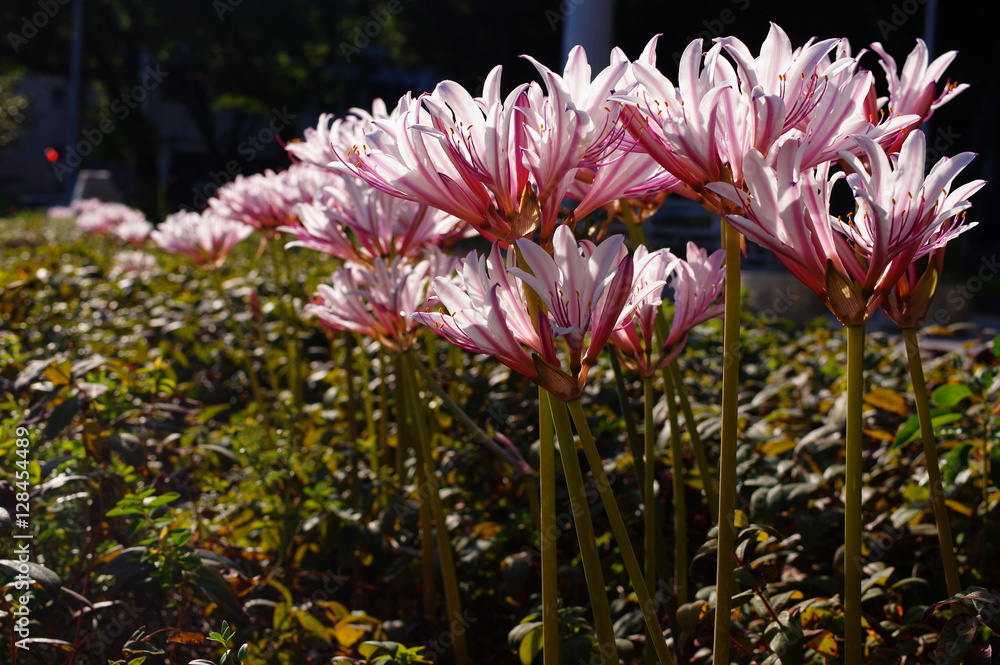 リコリス インカルナータの咲く花壇 Stock 写真 Adobe Stock