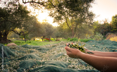 Canvastavla Woman keeps some of the harvested fresh olives in a field in Crete, Greece for olive oil production, using green nets, at sunset