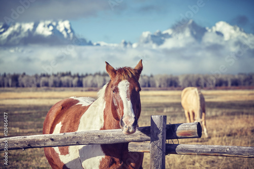 Fototapeta Naklejka Na Ścianę i Meble -  Vintage toned photo of a chestnut horse with Grand Teton mountains in background, Wyoming, USA.