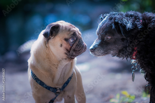 Wenn sich Mops und Spitzmischling Gute Nacht sagen