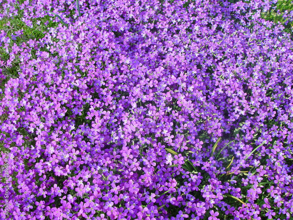 Obraz premium Violette Meerviolen