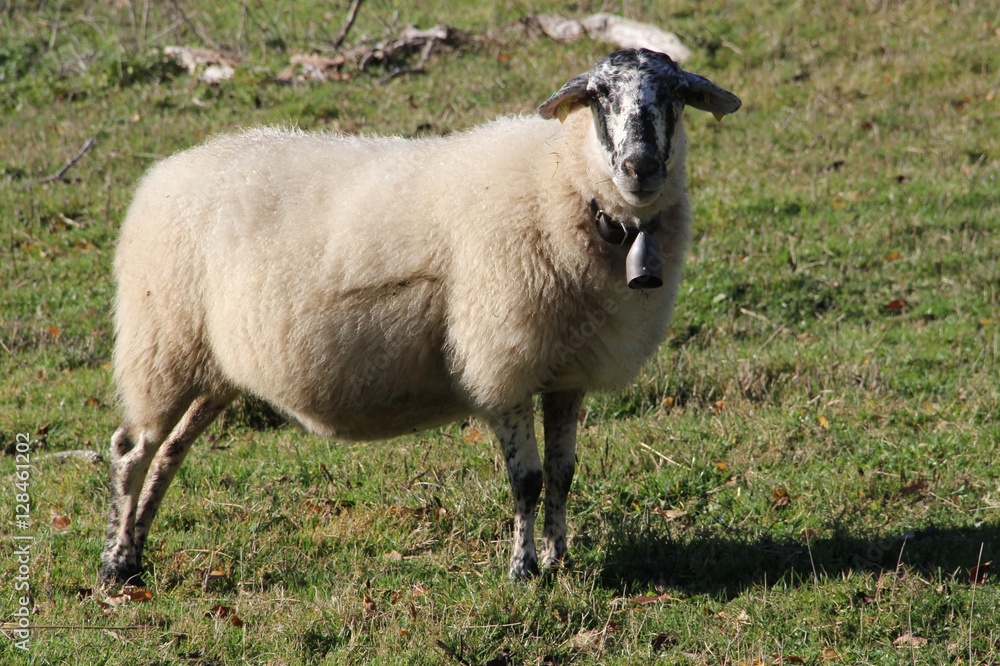 Obraz premium brebis auvergnate