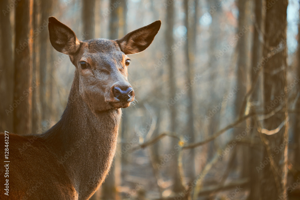 Fallow deer in the forest Fallow deer in the forest