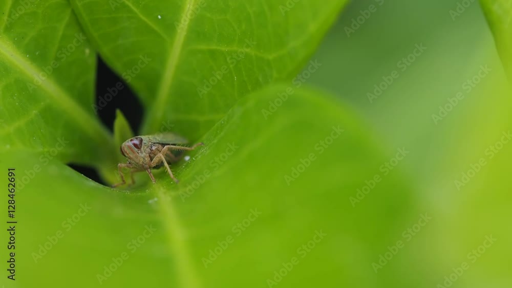 Grasshopper Danced on The Green Leaf Grasshopper Danced on The Green Leaf