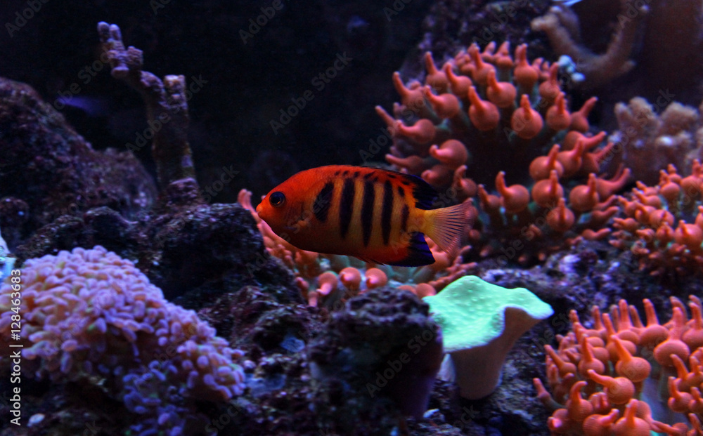 Fototapeta premium Flame Angelfish (Centropyge loricula)