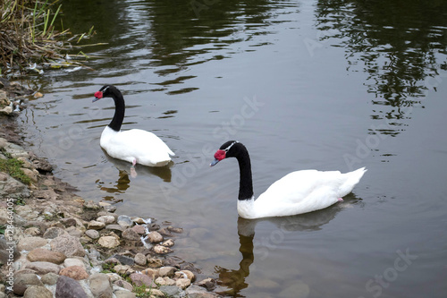 Two black-necked swan on monastery pond