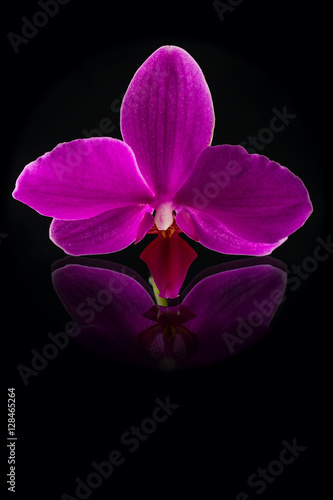 fresh singl beautiful pink orchid