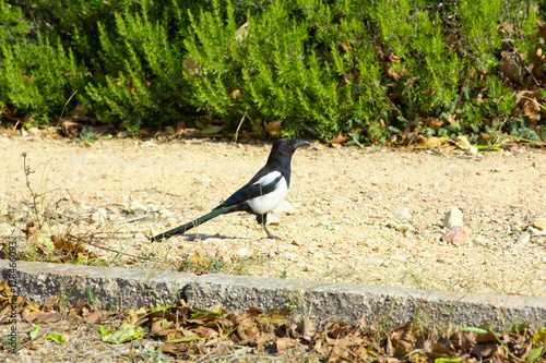 magpie bird in the wild photo