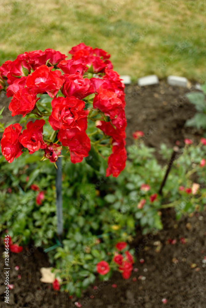 red roses