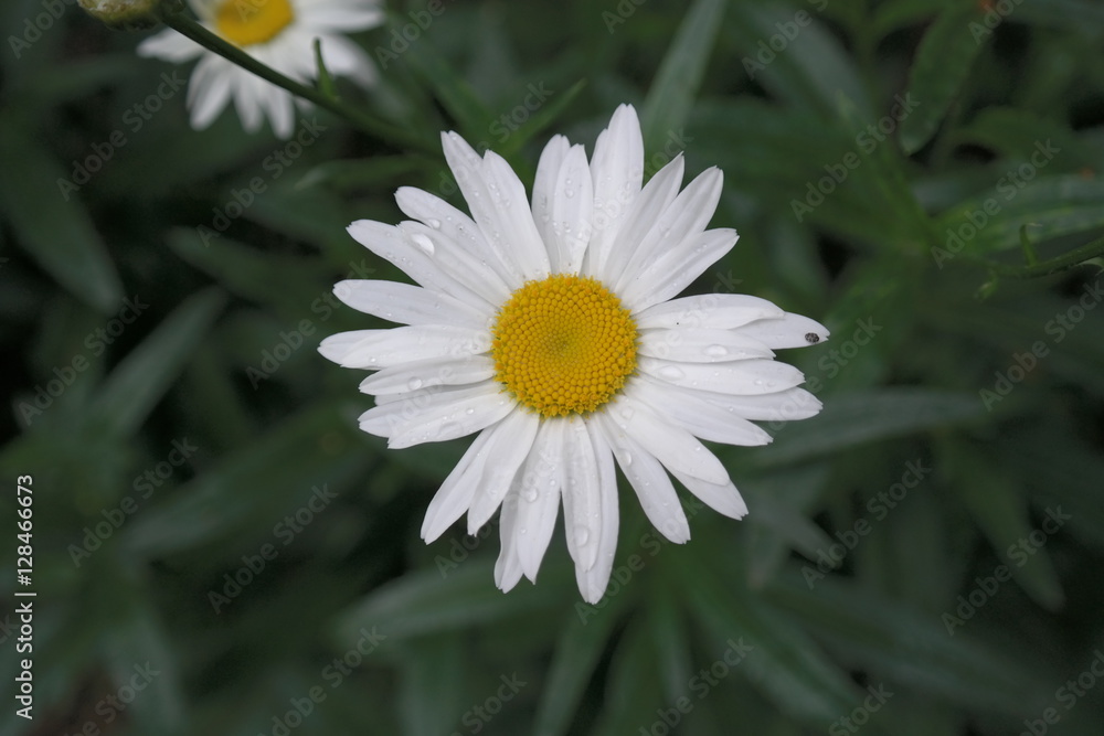 Fototapeta premium Daisy