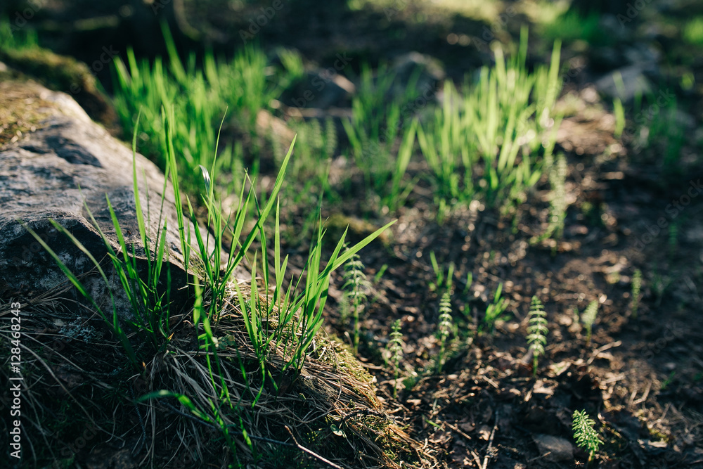 The ground with grass and stone, shallow Depth of Field. The ground with grass and stone, shallow Depth of Field.