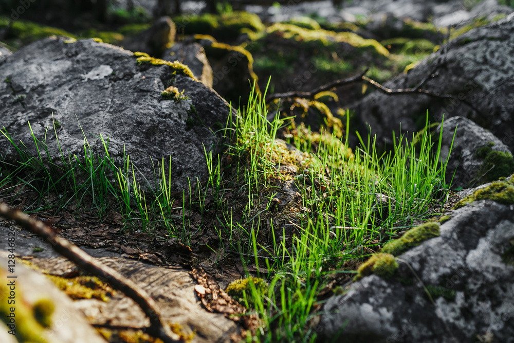 The ground with grass and stone, shallow Depth of Field. The ground with grass and stone, shallow Depth of Field.