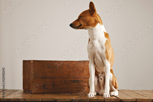 Bored sleepy brown and white basenji dog with eyes closed sitting next to a rustic brown wine crate in a studio with white walls