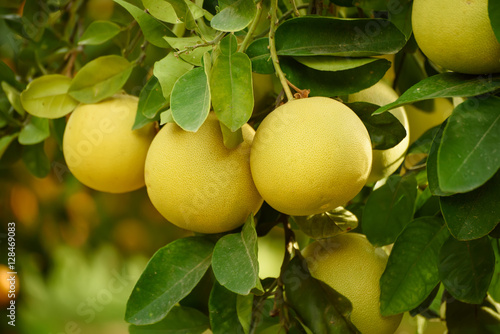 Ripe pomelo fruits hang on the trees in the citrus garden. Harvest of tropical pomelo in orchard. Pomelo is the traditional new year food in China, it gives luck. Agricultural food background photo
