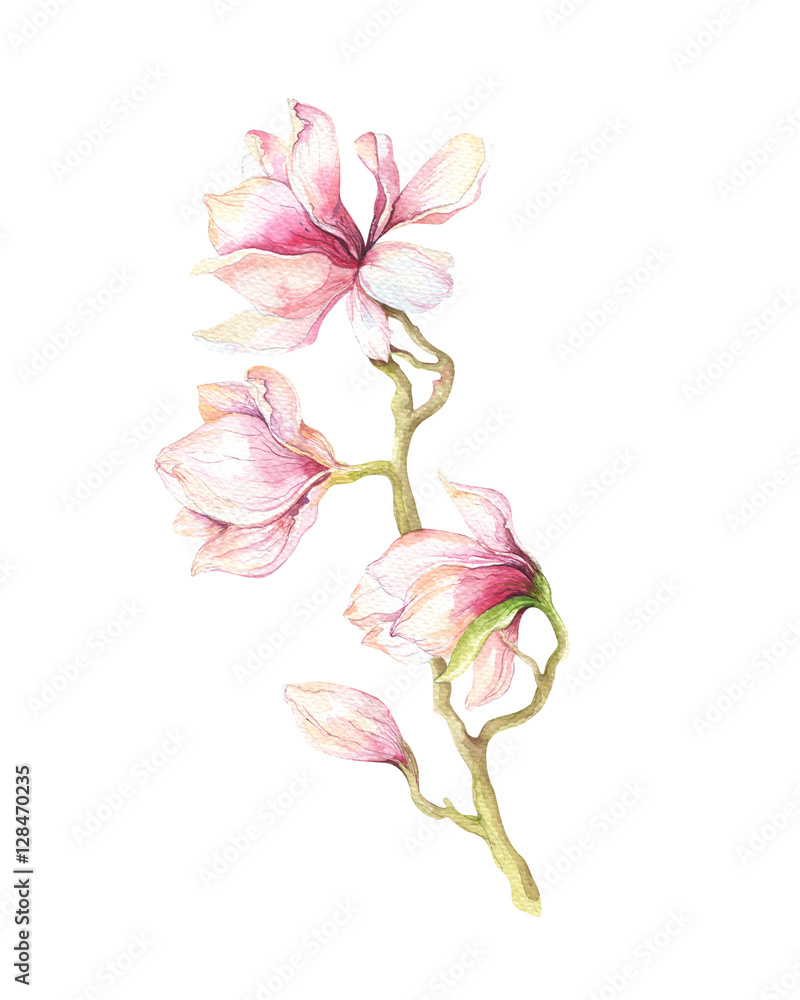 Naklejka premium Watercolor Painting Magnolia blossom flower wallpaper decoration