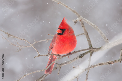 Northern Cardinal perched on a branch in winter snowfall in Canada © Jim Cumming