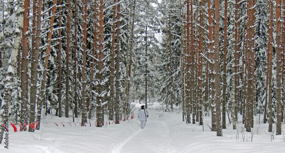 Fototapeta premium Wolf hunting with flags......