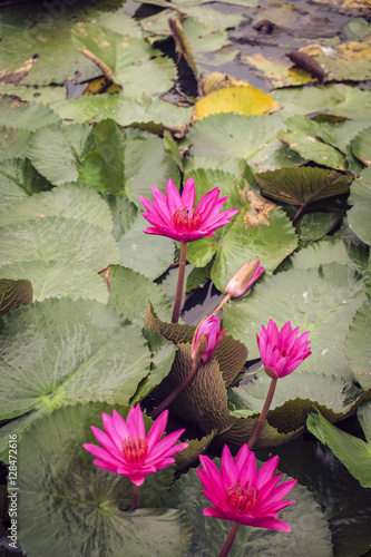 close up beautiful flower with vintage color tone.Fresh lotus flower and lotus flower plants blooming on pond background.Retro style