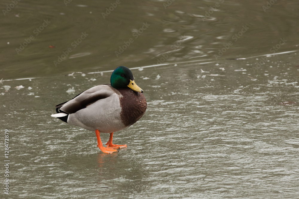 Fototapeta premium Stockente auf zugefrorenem Teich