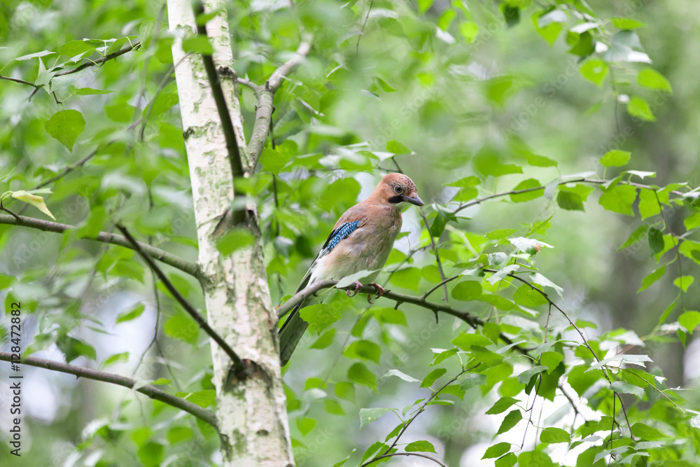Forest Jay in birch leaves Forest Jay in birch leaves