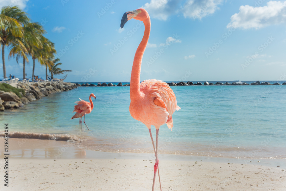 Fototapeta Trzy flamingi na plaży