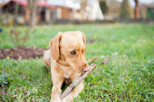 Young brown mix-dog playing with piece of branch and enjoying ni