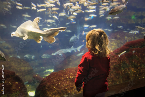 little girl watching fishes in a large aquarium
