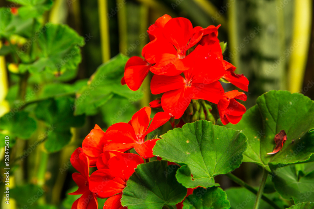 beautiful orange flower