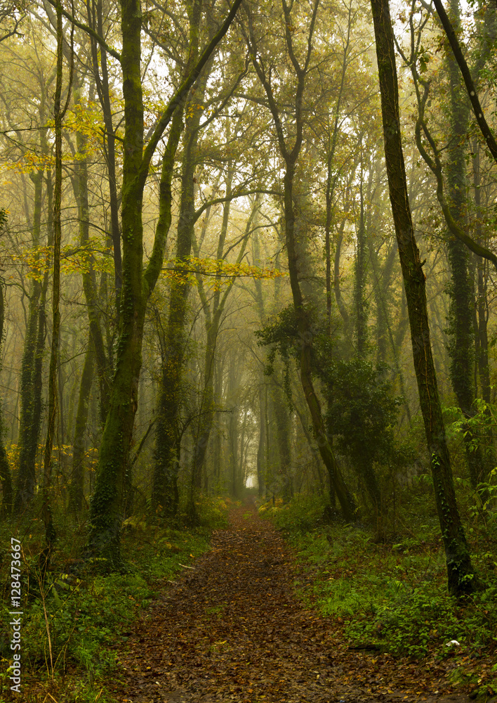 Obraz premium Foggy forest