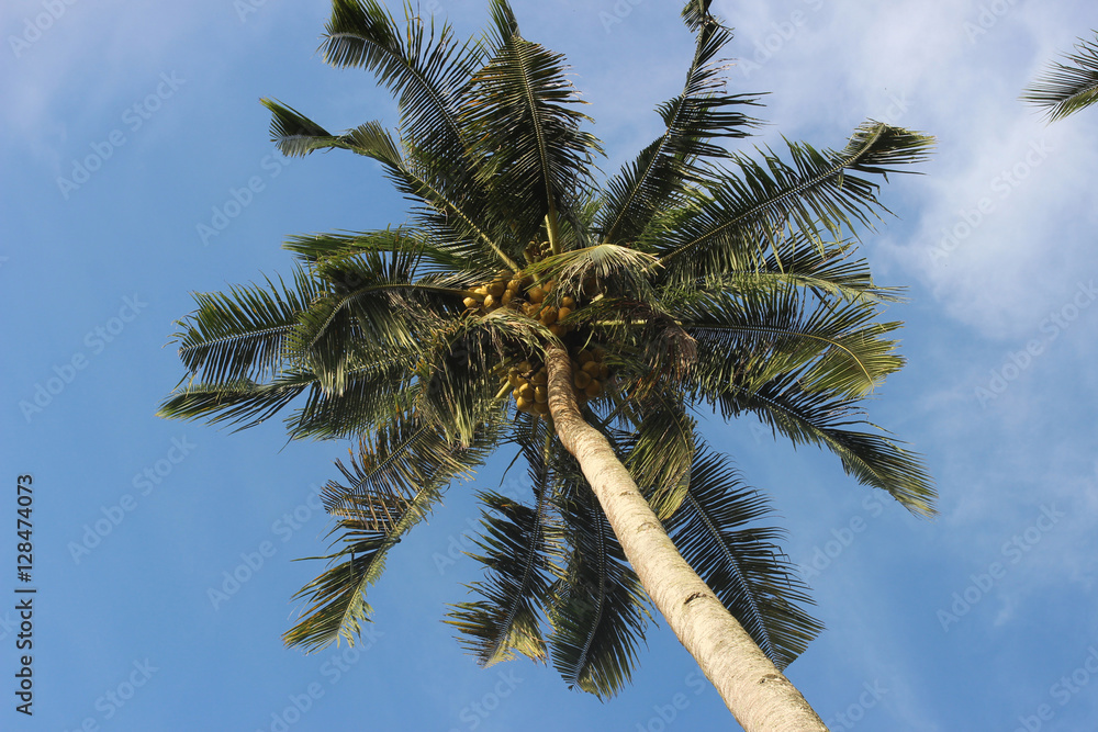 Obraz premium Coconut palm tree