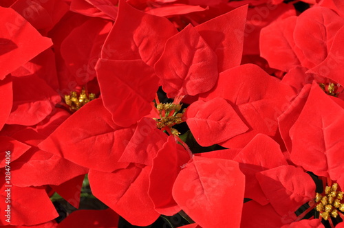christmas red poinsettia spurge plant