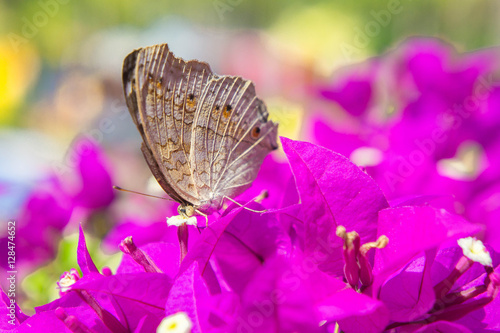 The butterfly and flowers , Butterfly garden bougainvillea flowe