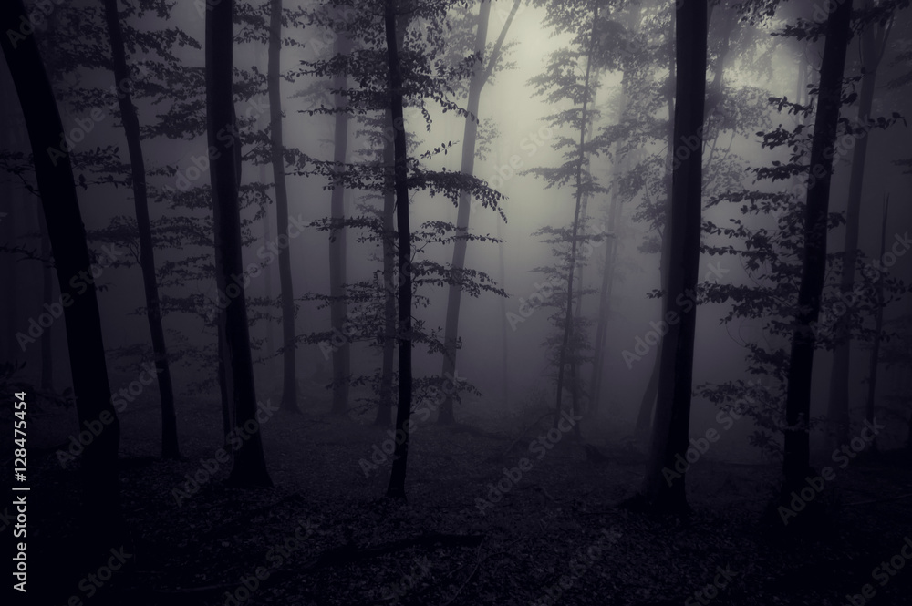 Fototapeta premium scary forest in fog at night