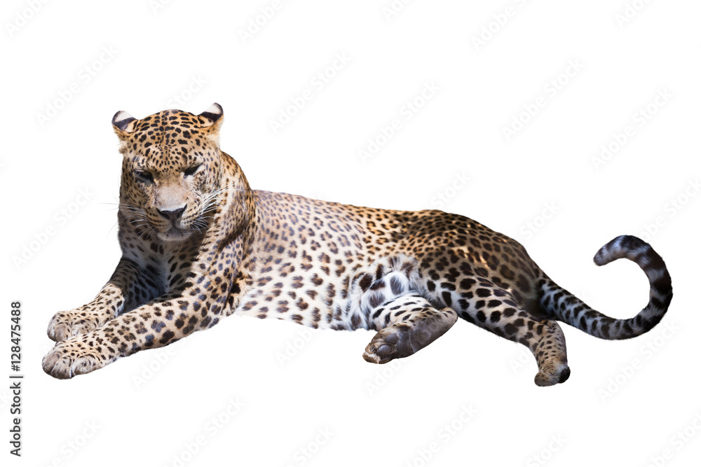 Naklejka premium wild leopard