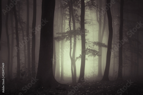 trees in dark forest
