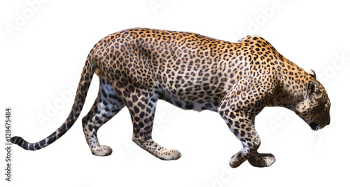 Photography Leopard walking