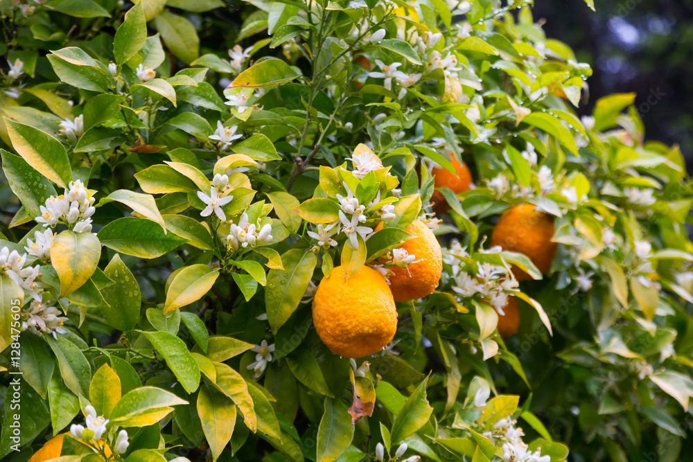 orange fruits in garden