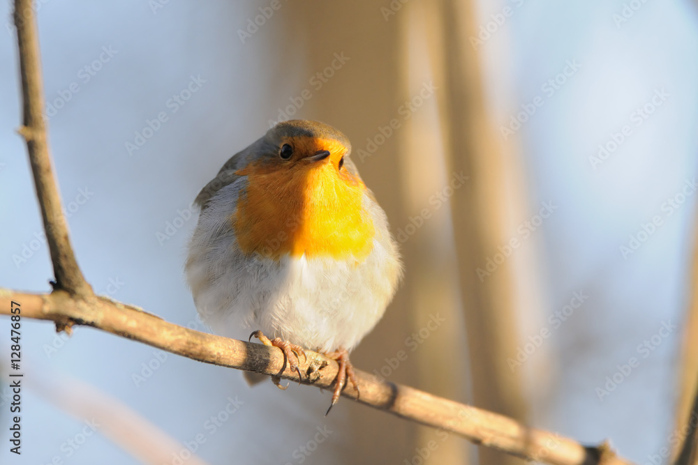 Fototapeta premium Perching Robin in winter
