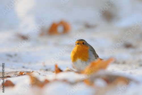 Wintering Robin walking in the snow