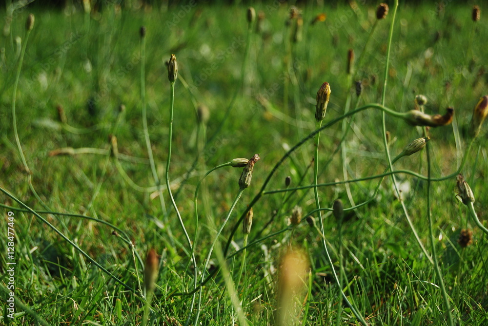 Grass and calendula flowers in spring Grass and calendula flowers in spring
