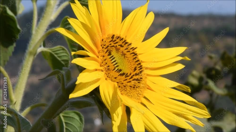 Sunflower close-up