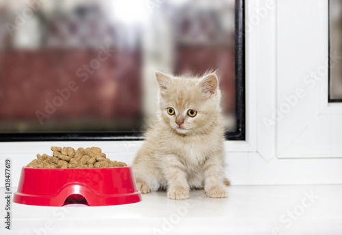 Fototapeta Naklejka Na Ścianę i Meble -  little kitten on a window sill