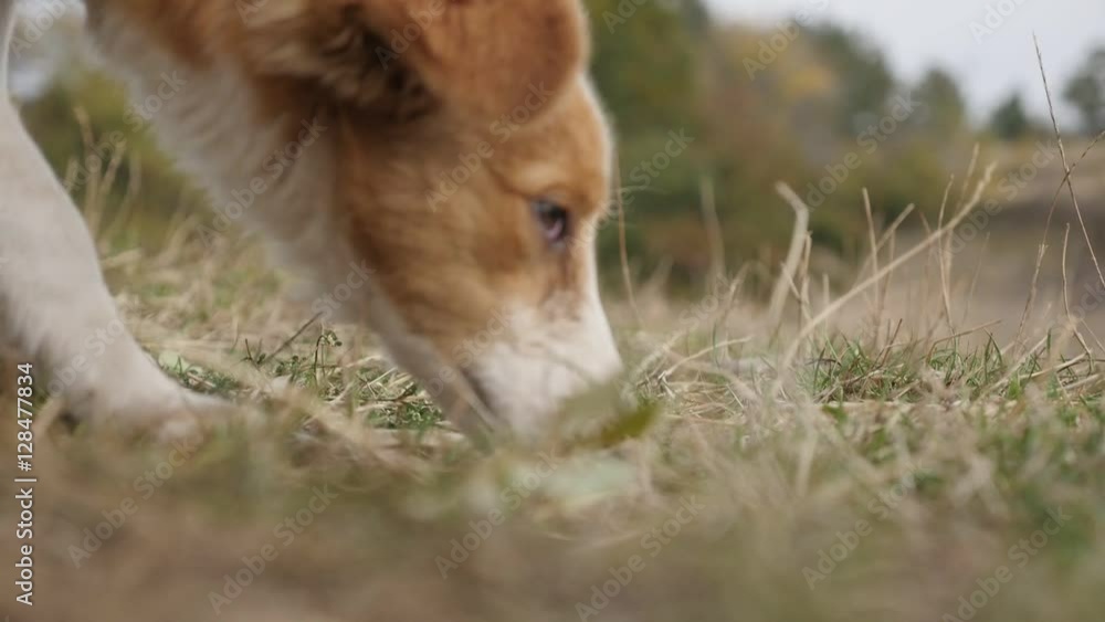 Shallo DOF Canis lupus familiaris canine mammal eating bones slow motion 1920X1080 HD footage - Young domestic dog feeding outdoor slow-mo 1080p FullHD video Shallo DOF Canis lupus familiaris canine mammal eating bones slow motion 1920X1080 HD footage - Young domestic dog feeding outdoor slow-mo 1080p FullHD video