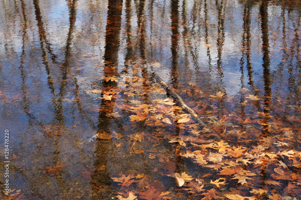 reflections in a puddle