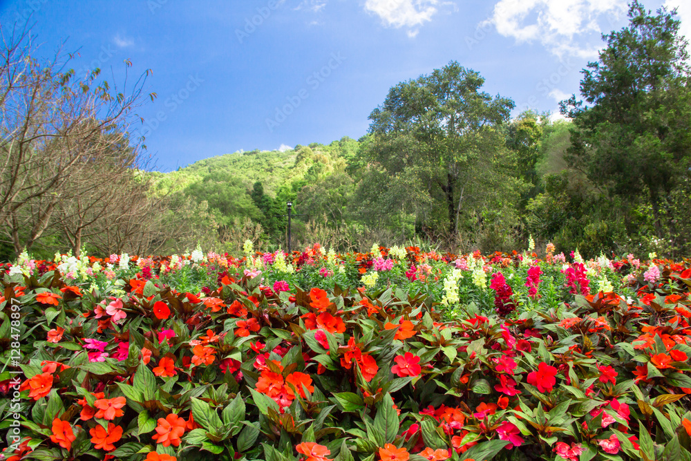 beautiful flower in the garden