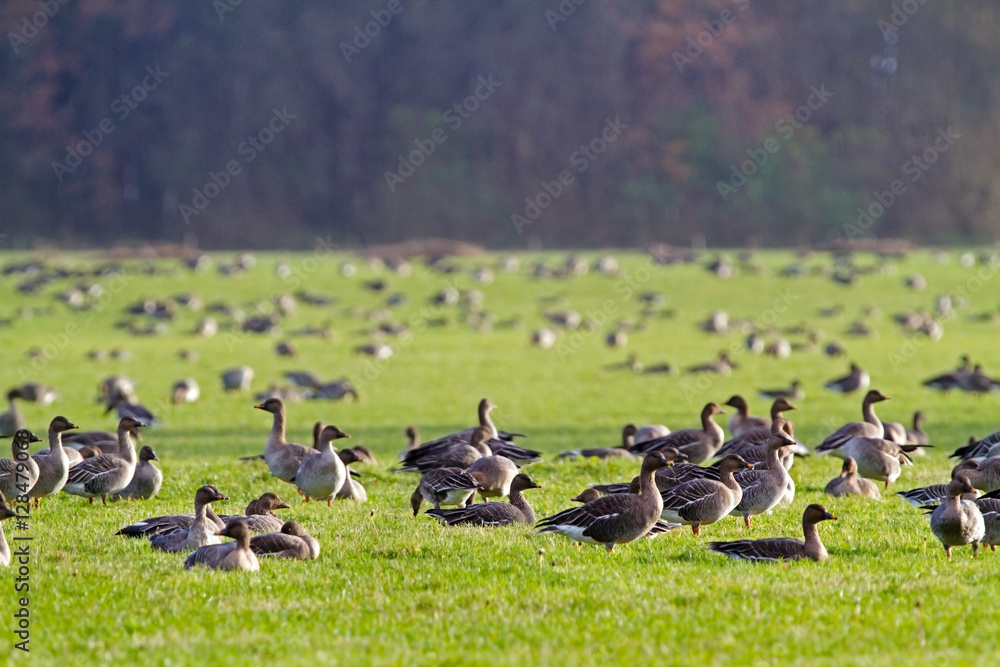 Flock of Bean geese   (Anser fabalis), eating grass in a meadow