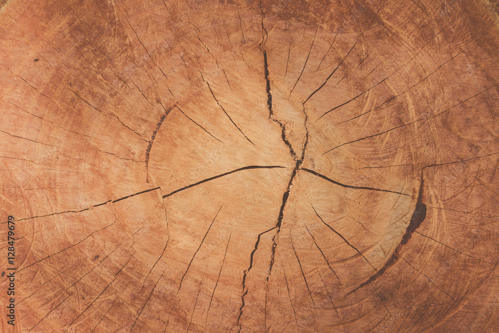 Vintage matte tone of natural wood texture of cut tree trunk with annual rings wooden background