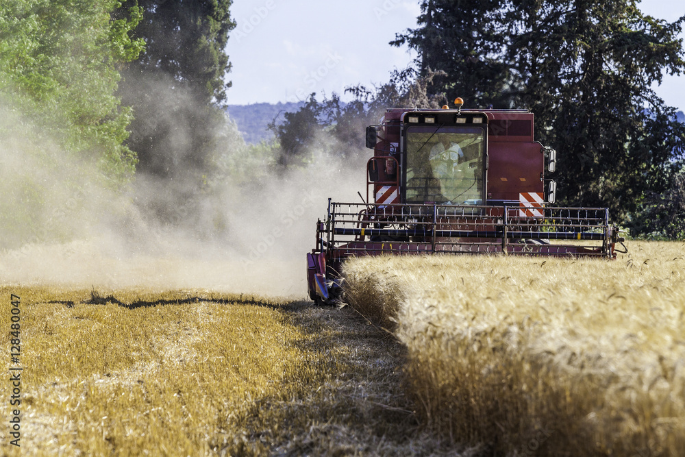 Fototapeta premium moissonneuse récoltant le blé